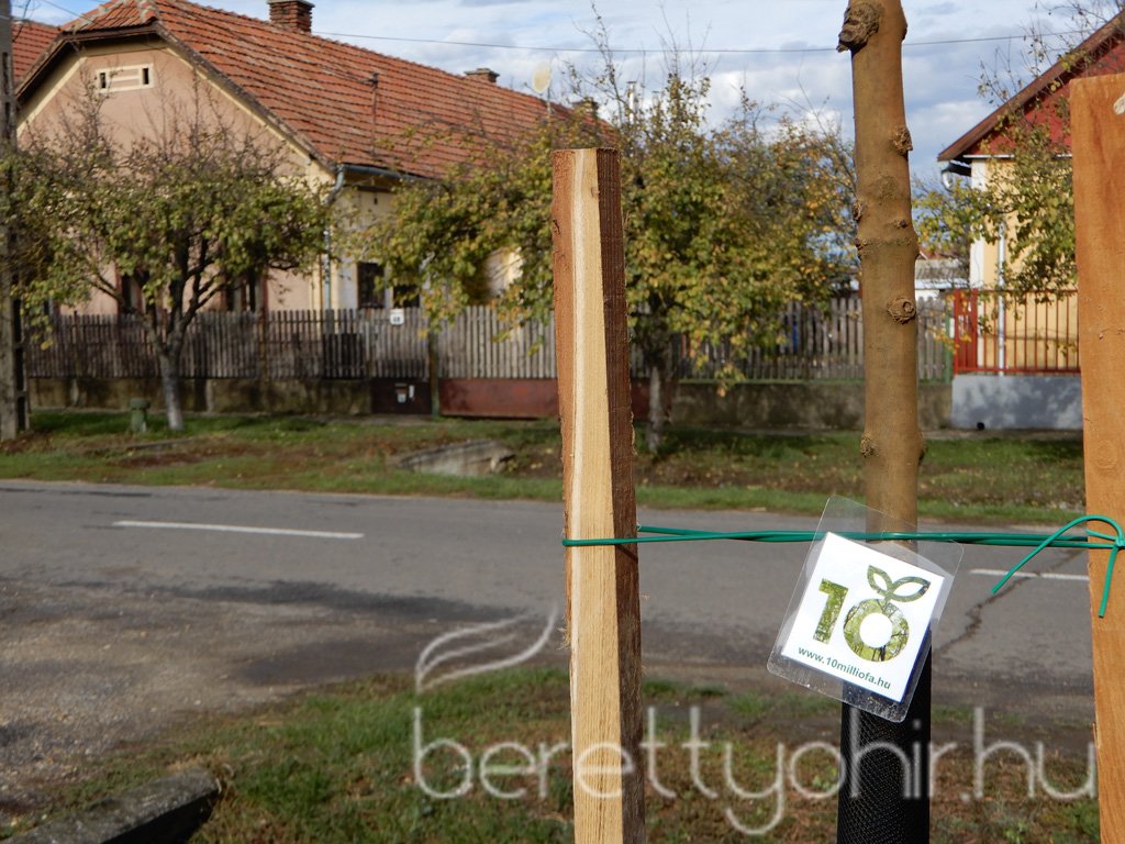 Közösségi faültetés Berettyóújfaluban 80